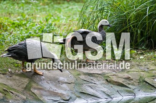 Kaisergans (3 von 8).jpg